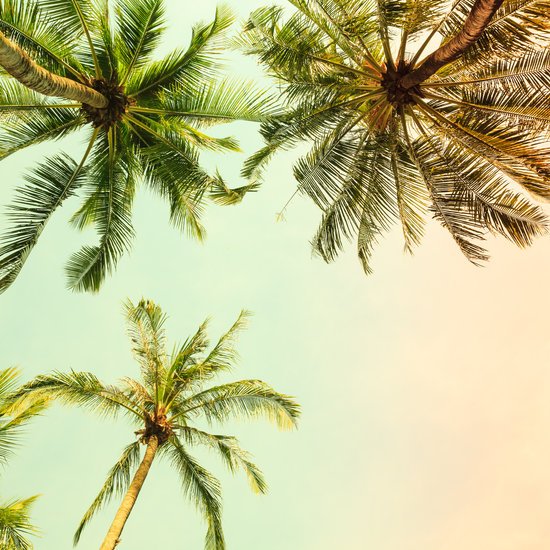 canva vintage palm trees. coconut palm tree. MADFWJRNNg0