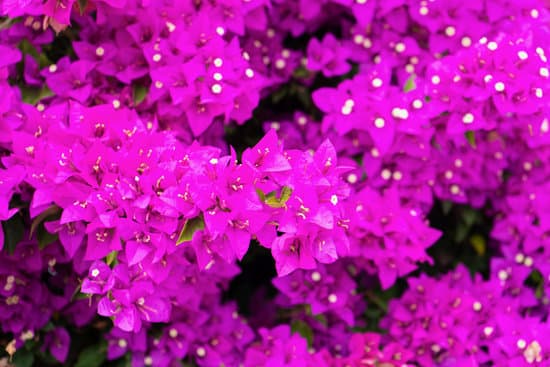 canva violet bougainvillea flower. bright saturated color MAEO1qrqtlo