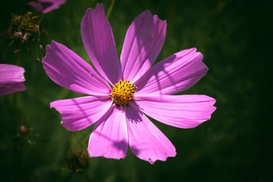 canva violet cosmos flower MAECf3p1fFc