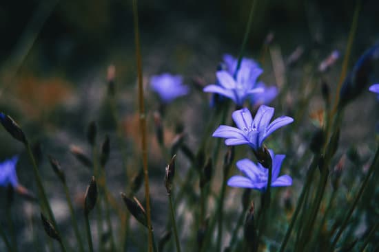 canva violet flower field MAEN8Am9Bak