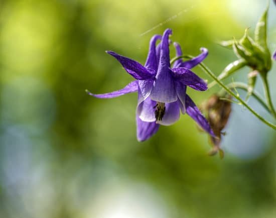 canva violet flower of flared shape close up MAEHmOiUT6c