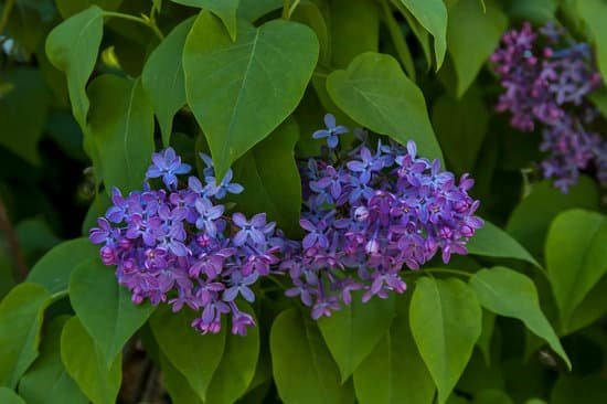 canva violet flowers in bloom MACyKoYPdpg