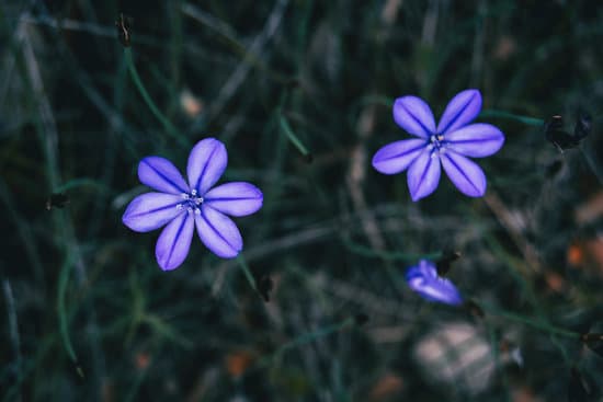 canva violet flowers of aphyllanthes monspeliensis MAEOWRHenpY