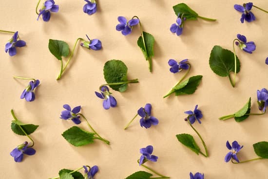 canva violet flowers on beige background MAEkywHEzOs