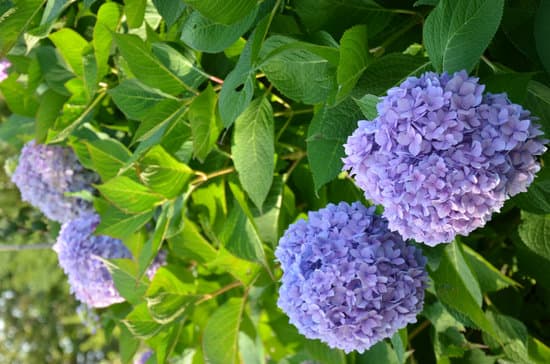 canva violet hydrangea flowers MAA6ebSLkjI