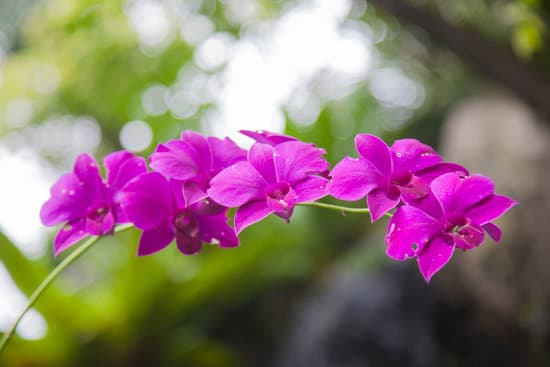 canva violet orchid on a branch MAESaj73O5s