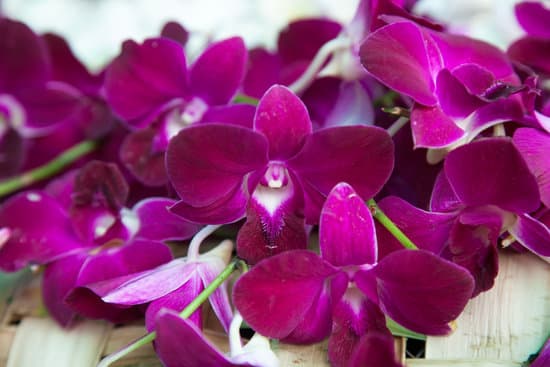 canva violet orchid on a stem MAESa2T2dsU