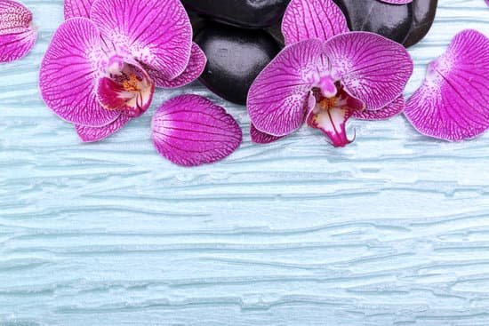 canva violet orchids and spa pebbles MAD MfLjNZw