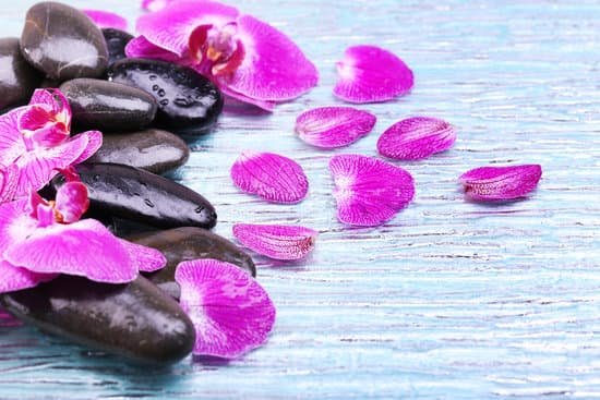 canva violet orchids with pebbles MAD MVvzAWY
