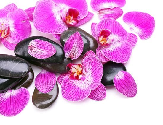 canva violet orchids with spa pebbles MAD MSuzG2A