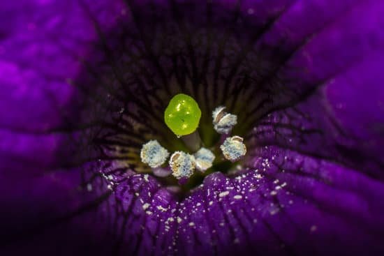 canva violet petunia MADBY3T311I