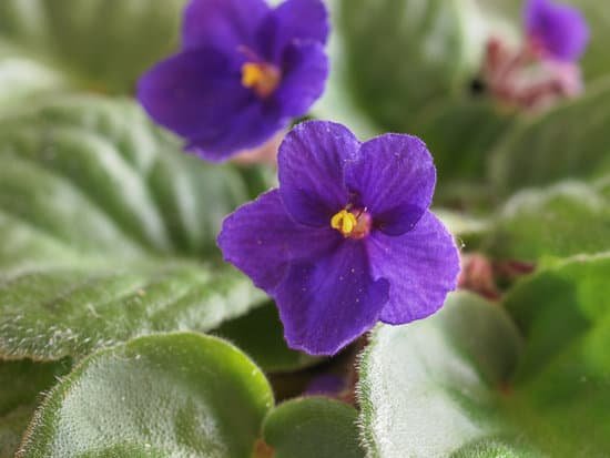 canva violet saintpaulia flower MAB9ivJY iM