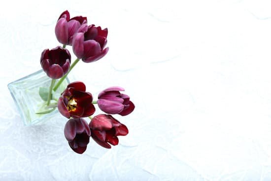 canva violet tulips in a glass vase MAD MTRbLCA