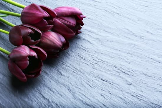 canva violet tulips on gray background MAD MeDhV0A