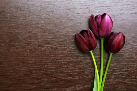 canva violet tulips on wooden background MAD MdUfThg