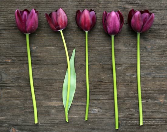 canva violet tulips on wooden background MAD MfNNq4E