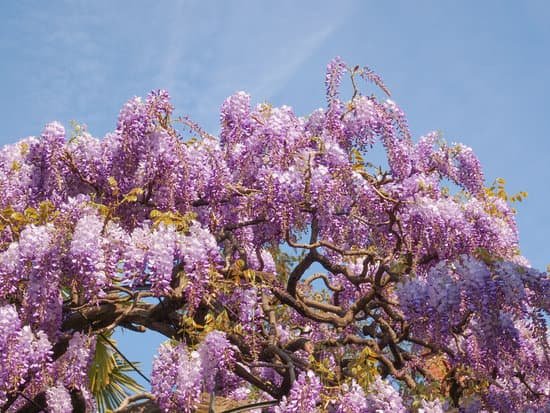 canva violet wisteria flowers MAA3ftnJ Us