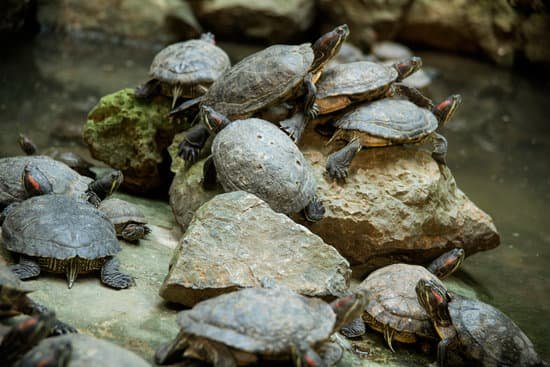 canva water turtles MAEEhfgT 9o