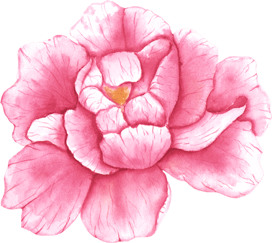 canva watercolor peony flower. blooming peony. pink peony