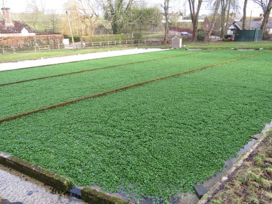 canva watercress MADAMSTe3HM