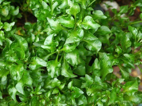 canva watercress MADE XuhIj4