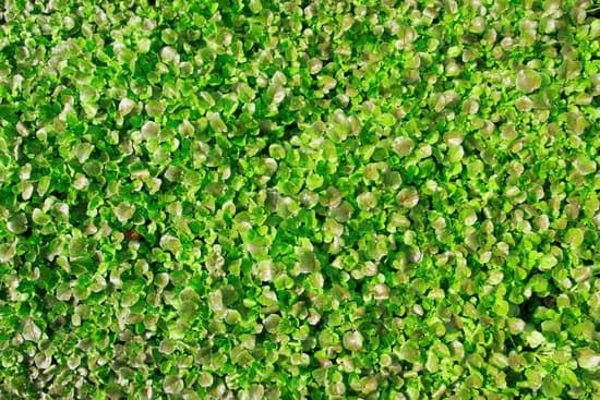 canva watercress background MADVUgGYnGM