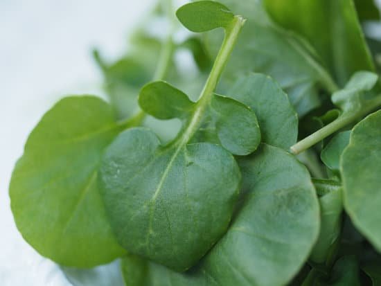 canva watercress leaves MAEFhKstcIc