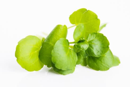 canva watercress on white background MADCYJjEFtk