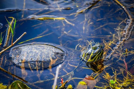 canva western painted turtle in the water