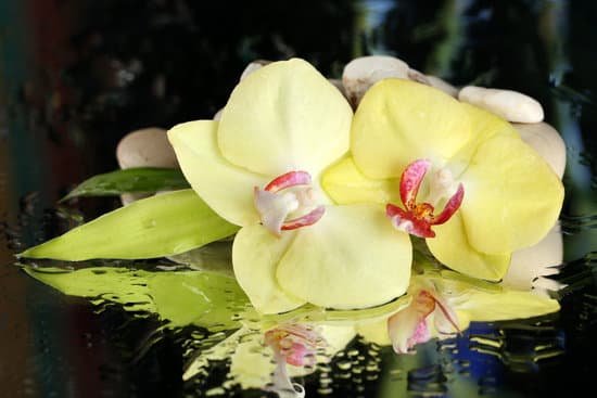 canva wet orchids and white pebbles on reflective surface MAD MKY l8I