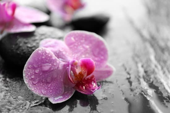canva wet purple orchids closeup MAD QhAHMss