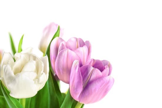 canva white and lilac tulips copy space MAD9aquSZPI