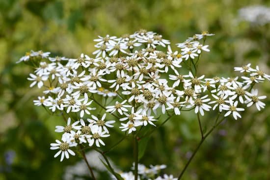 canva white aster perennial MADCkDwGI4E