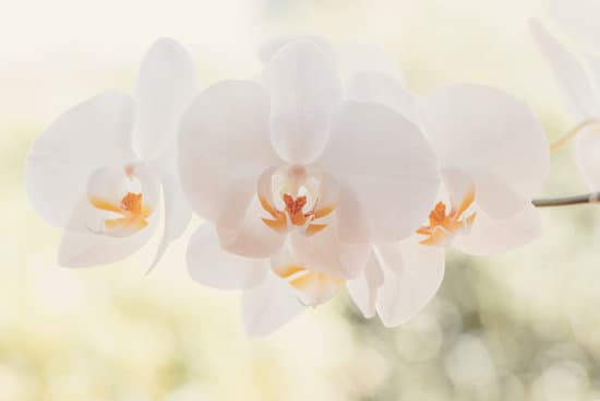 canva white flower orchid MAEPn6 gyJM