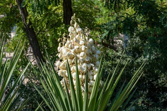 canva white flowers of yucca plant MAEMb1RZPV8