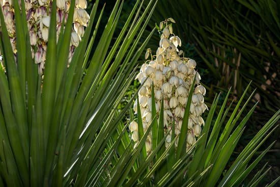 canva white flowers of yucca plant MAEMb9 0uYE