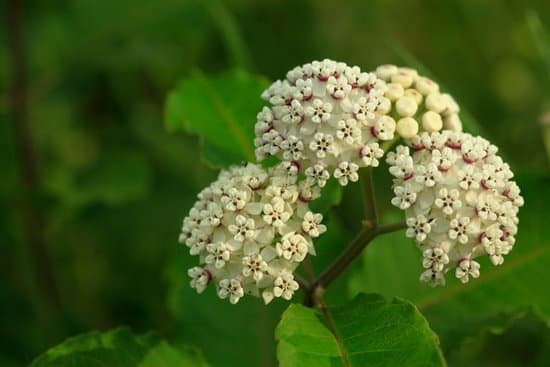 canva white milkweed flower