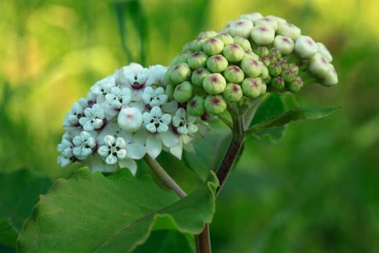 canva white milkweed flower MAEEglpPwLc