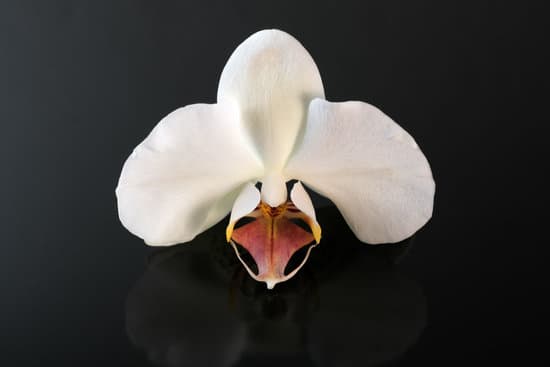 canva white orchid flower on black background MAERmYpkWAk