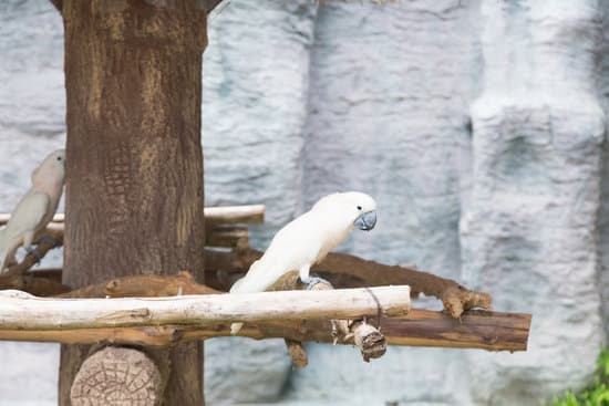 canva white parrot in a zoo MAESbLzFrr8