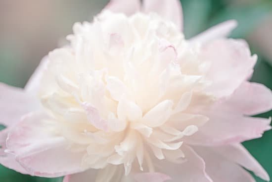 canva white peony flower MAEAYFklMD0