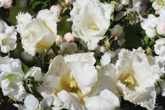 canva white petunia in a flower garden MAD9dPPfb0M