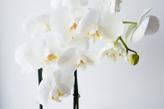 canva white phalaenopsis orchid flowers MAEOvP7eRcg