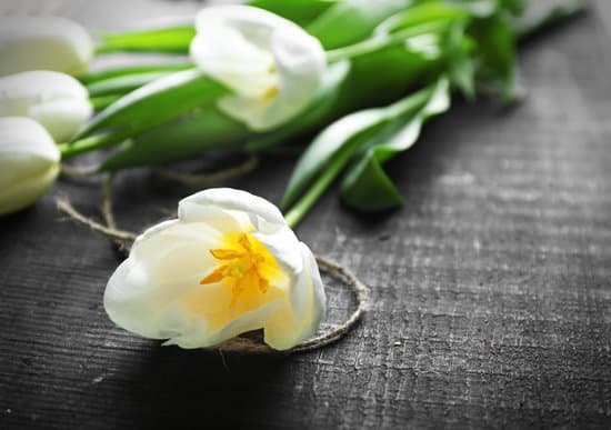 canva white tulip flowers MAD QgCUGBc