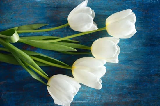 canva white tulip flowers MAD QgrSrA4