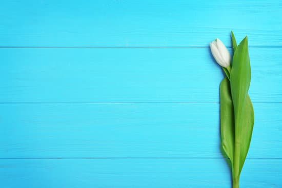 canva white tulip on wooden background MAD9WyoeTXk