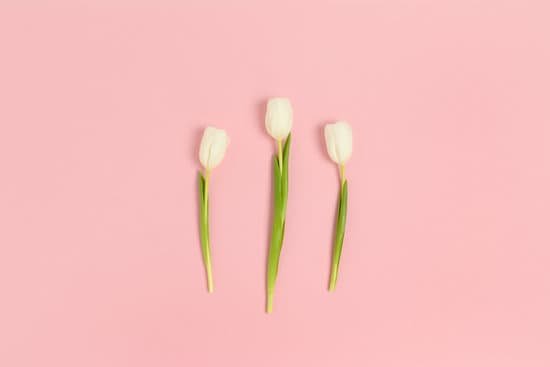 canva white tulips on pink background MAEB f6jePw