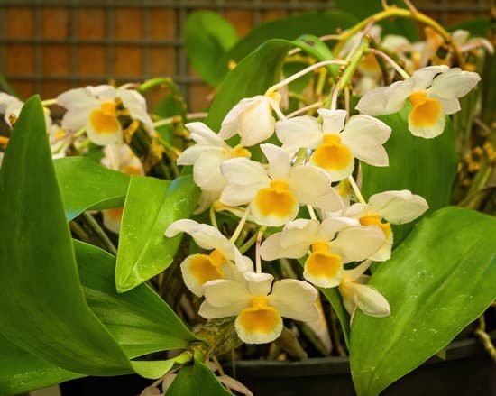 canva white yellow orchids with green leaves in the garden MAEIY JbwXo