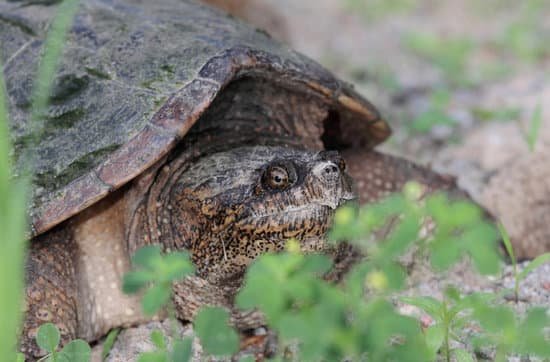 canva wild turtle MAC8fq7IWkw