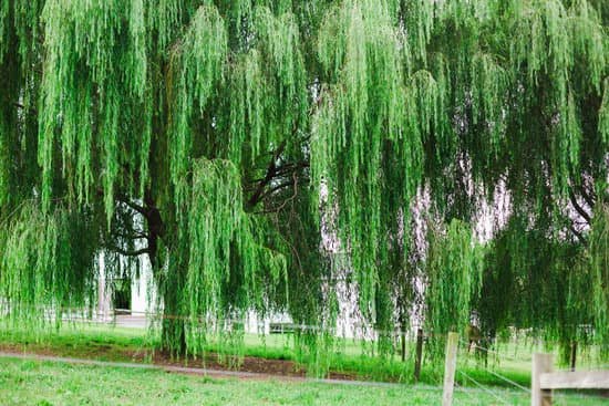 canva willow tree MABp3d7ivg8